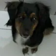 Gaya