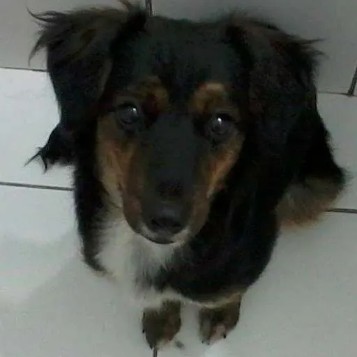 Cachorro ra a SRD idade 3 anos nome Gaya