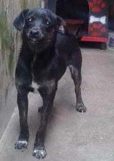 Cachorro raça Indefinida idade 7 a 11 meses nome Pongo