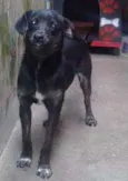 Pongo