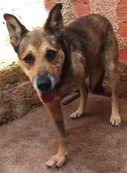 Cachorro raça Indefinida idade 6 ou mais anos nome Lobo Mal