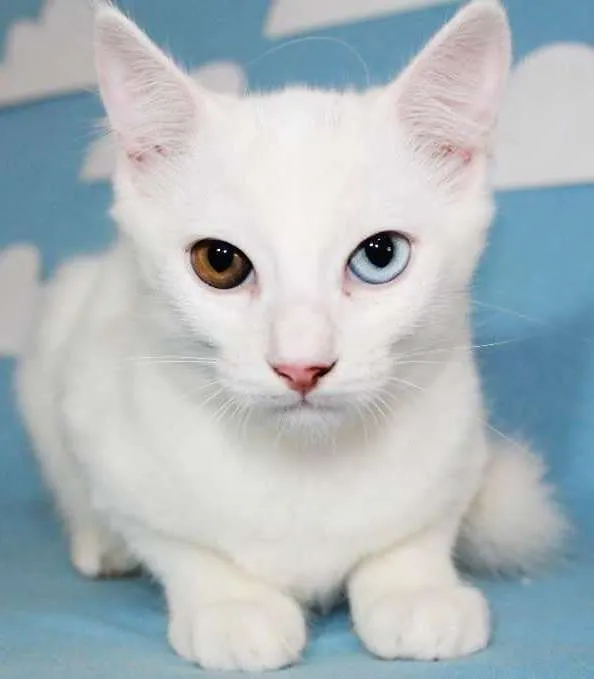 Gato ra a SRD idade 2 a 6 meses nome Gatinhos