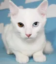 Gatinhos