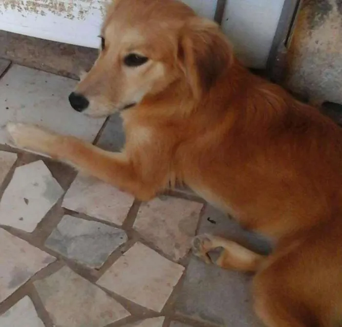 Cachorro ra a  idade 1 ano nome Eva e Adão