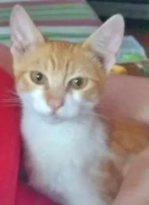 Gato raça  idade 2 a 6 meses nome Sem nome