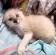 Sam
