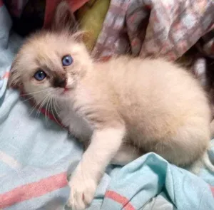 Gato raça  idade 2 a 6 meses nome Sam