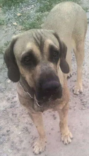 Cachorro raça Fila Brasileiro idade 5 anos nome Zeus