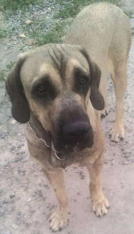 Cachorro ra a Fila Brasileiro idade 5 anos nome Zeus
