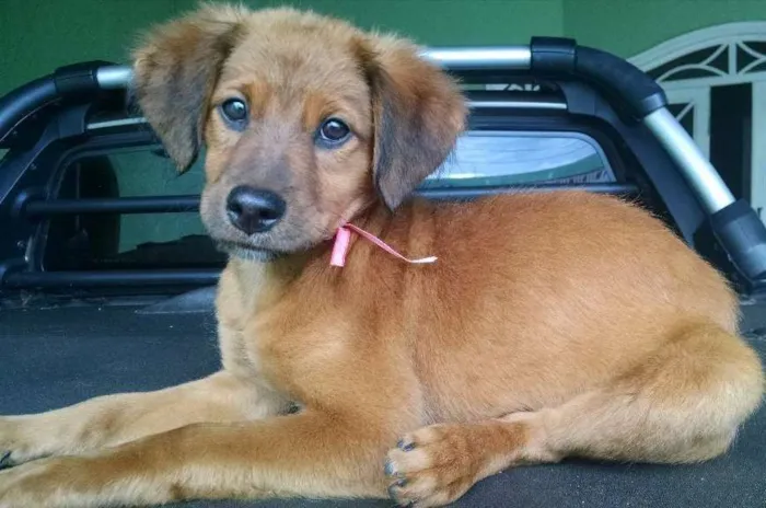 Cachorro ra a SRD idade 2 a 6 meses nome Paçoca