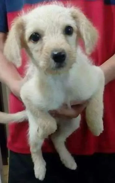 Cachorro ra a vira lata idade 2 a 6 meses nome cleopata