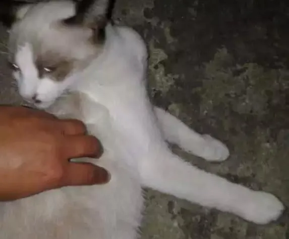 Gato ra a SRD idade 2 a 6 meses nome Filhotes