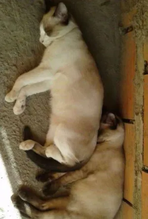 Gato raça SRD idade 2 a 6 meses nome Filhotes