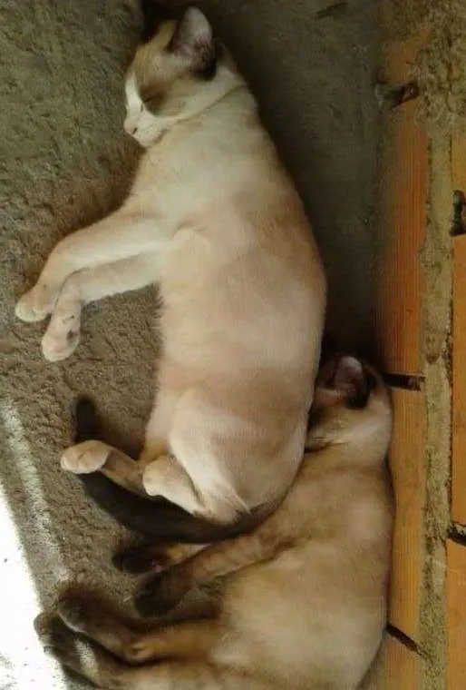 Gato ra a SRD idade 2 a 6 meses nome Filhotes