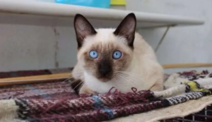 Gato ra a SRD idade 2 a 6 meses nome Abel