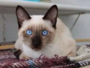 Gato raça SRD idade 2 a 6 meses nome Abel
