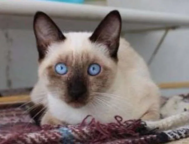 Gato ra a SRD idade 2 a 6 meses nome Abel