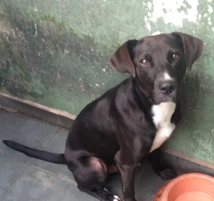 Cachorro ra a SRD idade 2 anos nome Thor
