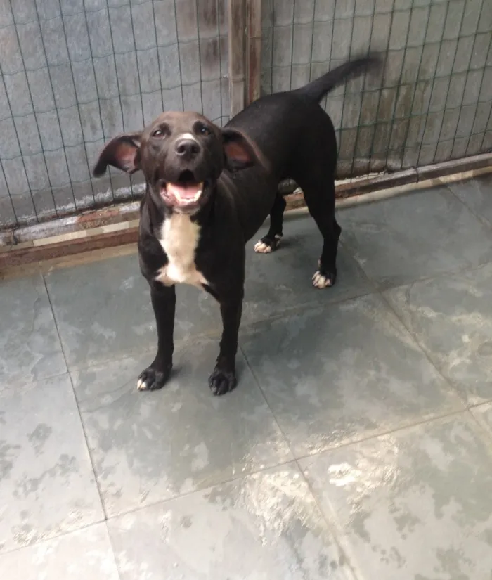 Cachorro ra a SRD idade 2 anos nome Thor