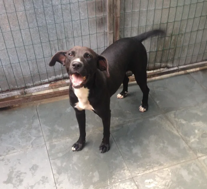 Cachorro ra a SRD idade 2 anos nome Thor