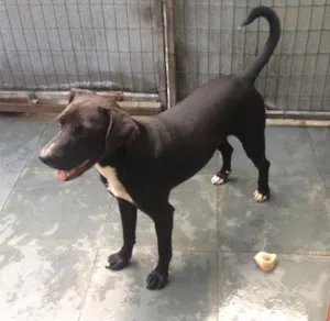 Cachorro raça SRD idade 2 anos nome Thor
