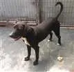 Cachorro raça SRD idade 2 anos nome Thor