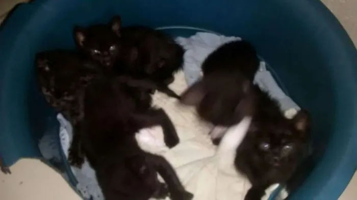 Gato ra a  Gatos vira latas idade Abaixo de 2 meses nome Chocoflex...