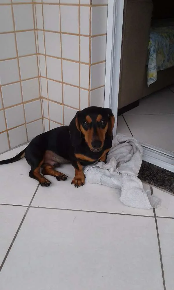 Cachorro ra a Daschund  idade 7 a 11 meses nome Scott