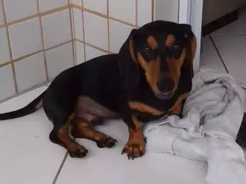 Cachorro ra a Daschund  idade 7 a 11 meses nome Scott