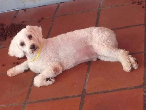 Cachorro raça Poodle idade 6 ou mais anos nome Troy