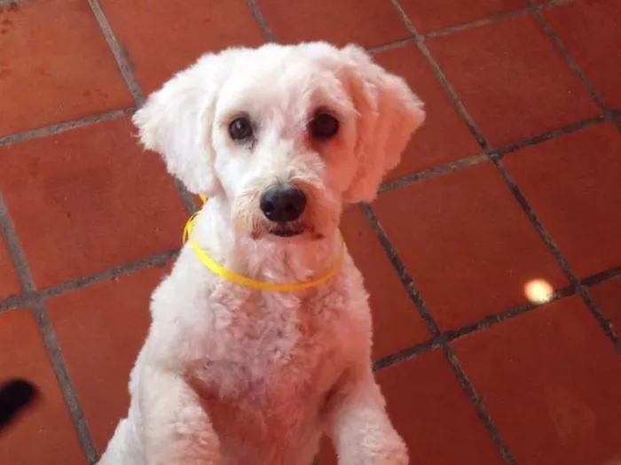 Cachorro raça Poodle idade 6 ou mais anos nome Troy