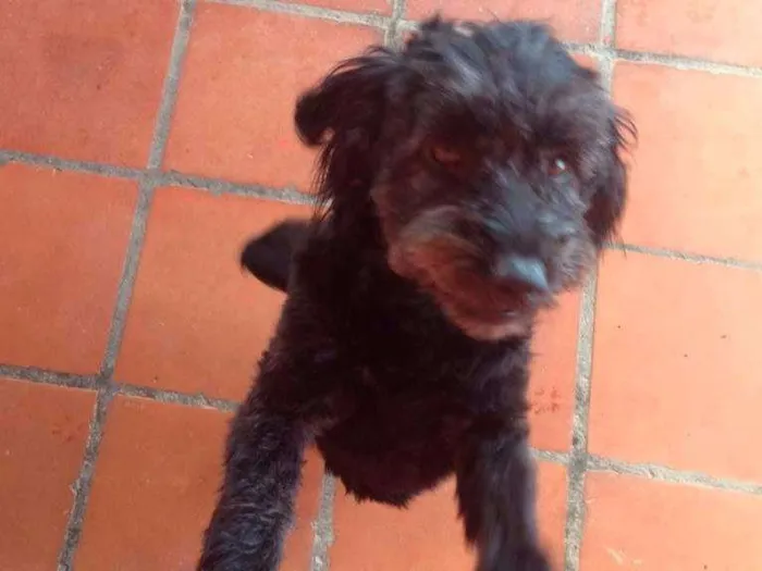 Cachorro raça SRD idade 6 ou mais anos nome Linda
