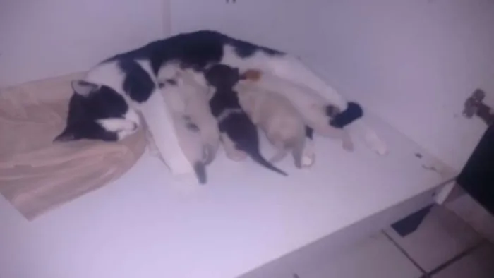 Gato ra a Pé duro idade  nome Nicole