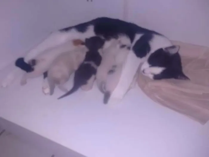 Gato ra a Pé duro idade  nome Nicole