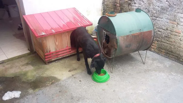 Cachorro ra a Rnd idade 7 a 11 meses nome Sacha