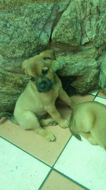 Cachorro ra a indefinida idade 2 a 6 meses nome Loira / Magrela