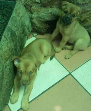 Cachorro raça indefinida idade 2 a 6 meses nome Loira / Magrela