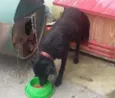 Sacha