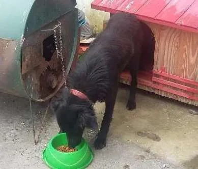 Cachorro ra a Rnd idade 7 a 11 meses nome Sacha