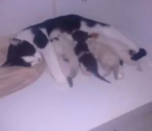 Gato raça Pé duro idade  nome Nicole