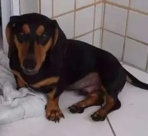 Cachorro raça Daschund  idade 7 a 11 meses nome Scott