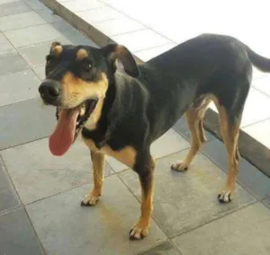 Cachorro raça SRD idade 2 anos nome Bruske