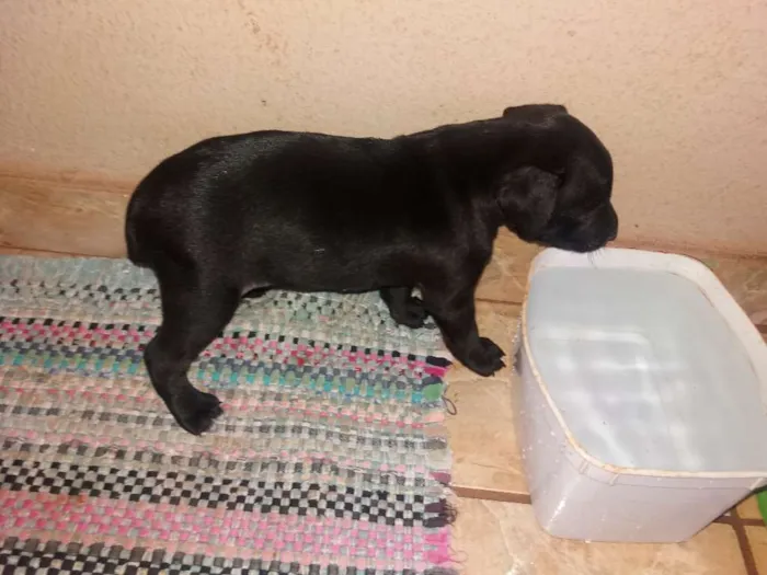 Cachorro ra a Vira lata idade Abaixo de 2 meses nome Sem nome