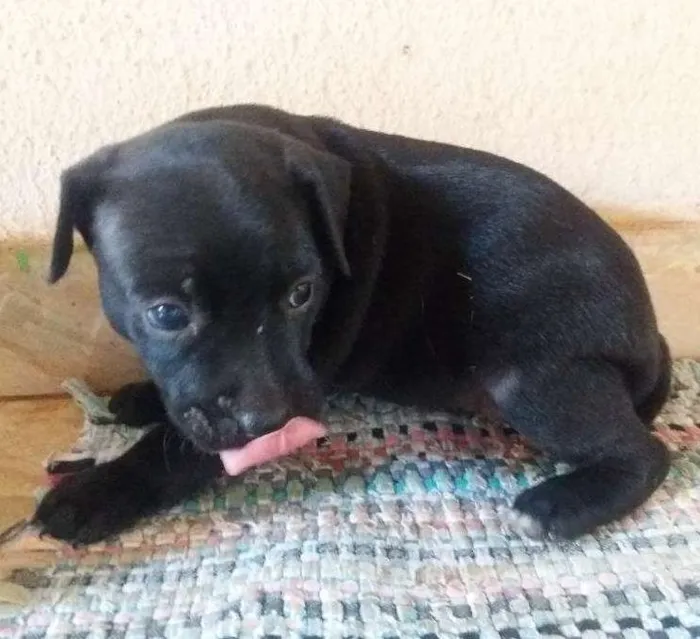 Cachorro ra a Vira lata idade Abaixo de 2 meses nome Sem nome