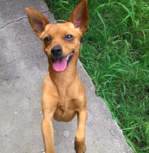 Cachorro raça SDR idade 1 ano nome Sem Nome