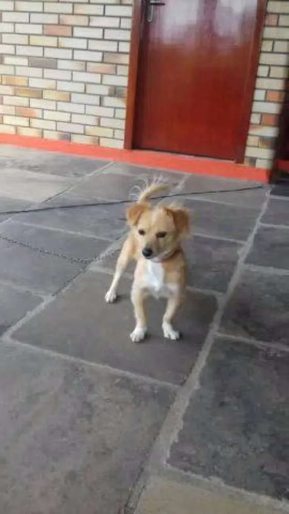 Cachorro ra a Sem raça definida idade 3 anos nome Belinha