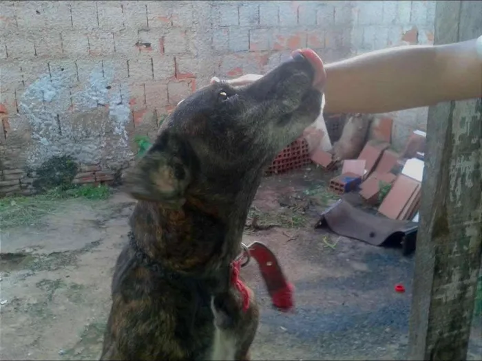 Cachorro ra a Fila/dalmata idade 6 ou mais anos nome scooby