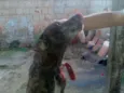 scooby