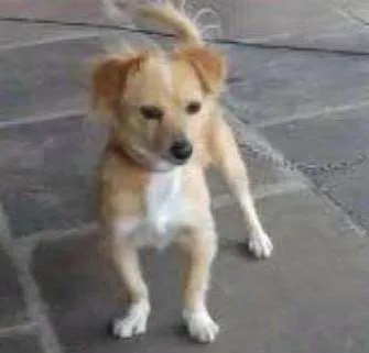 Cachorro ra a Sem raça definida idade 3 anos nome Belinha