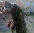 scooby